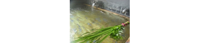菖蒲湯