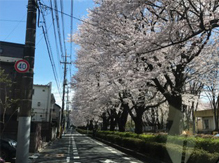 桜のバスツアー